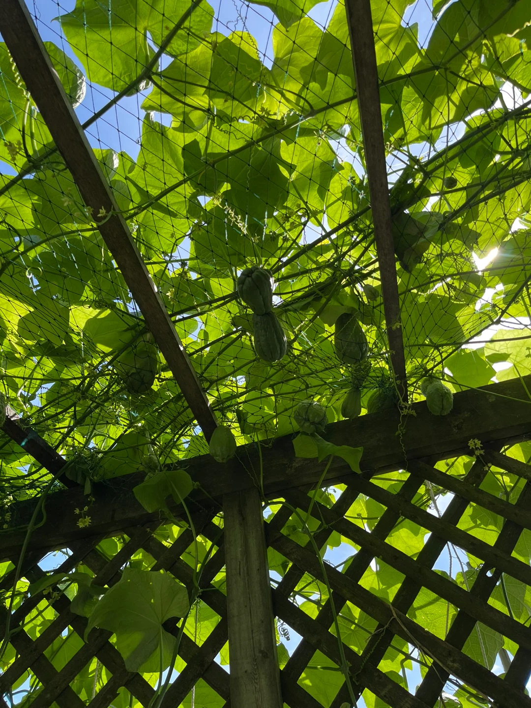 Fresh Homegrown Chayote Squash - photo 3