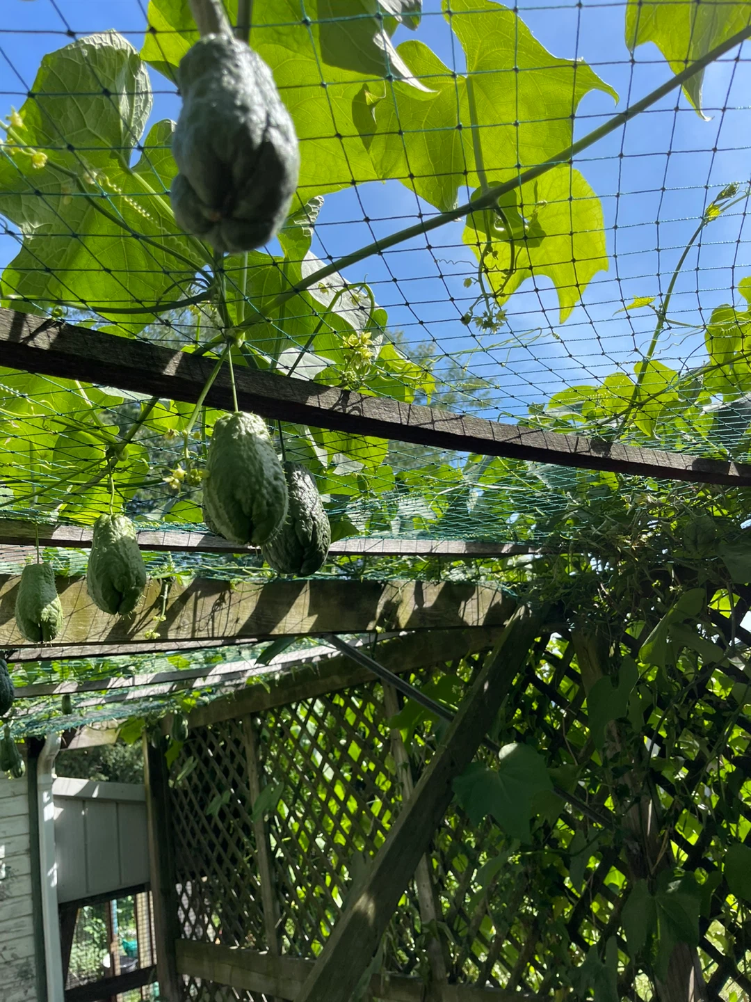 Fresh Homegrown Chayote Squash - photo 4