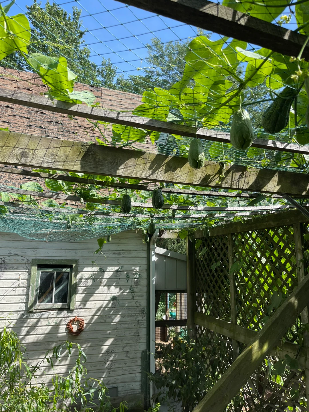 Fresh Homegrown Chayote Squash - photo 5