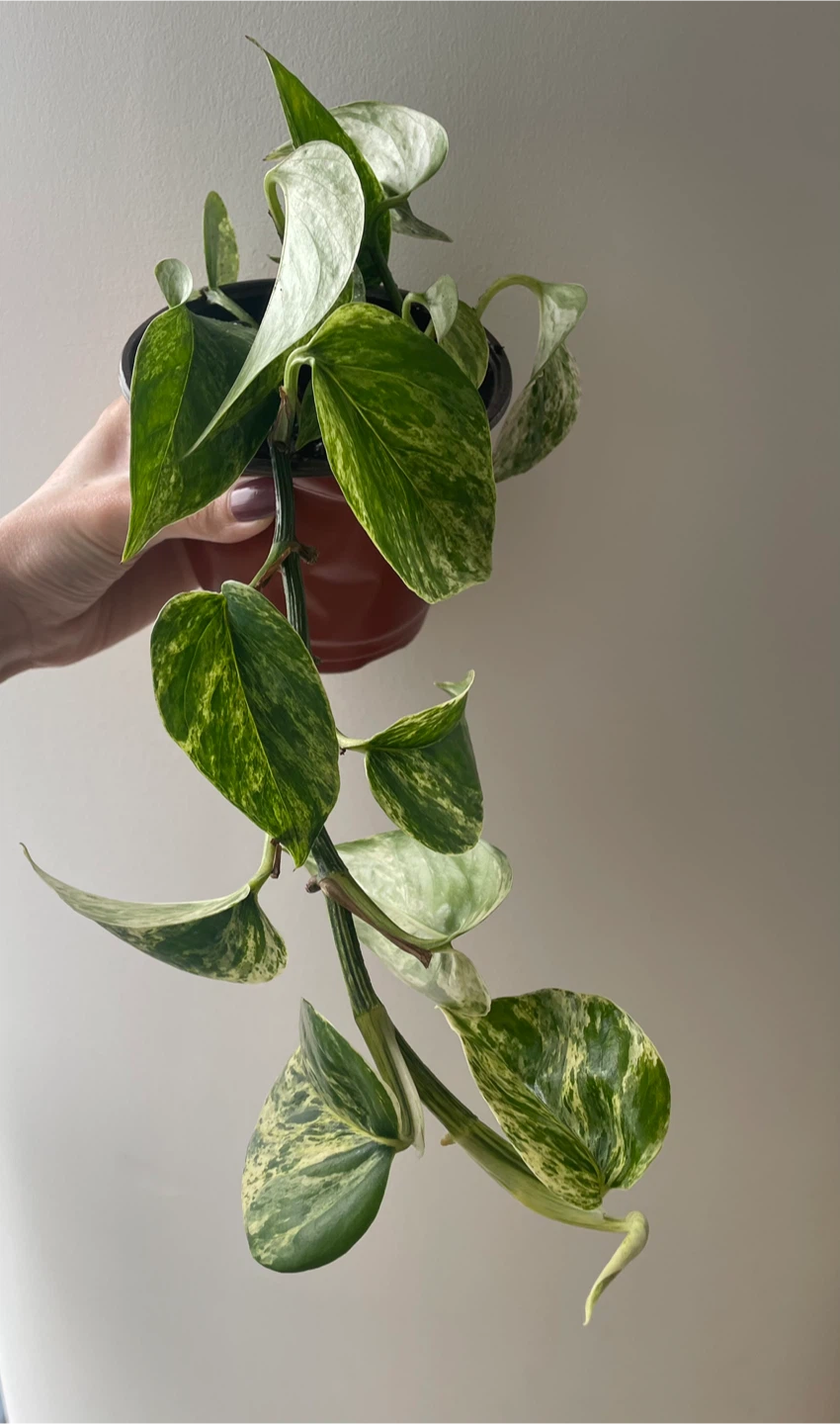 Marble Queen Pothos Houseplant - photo 2