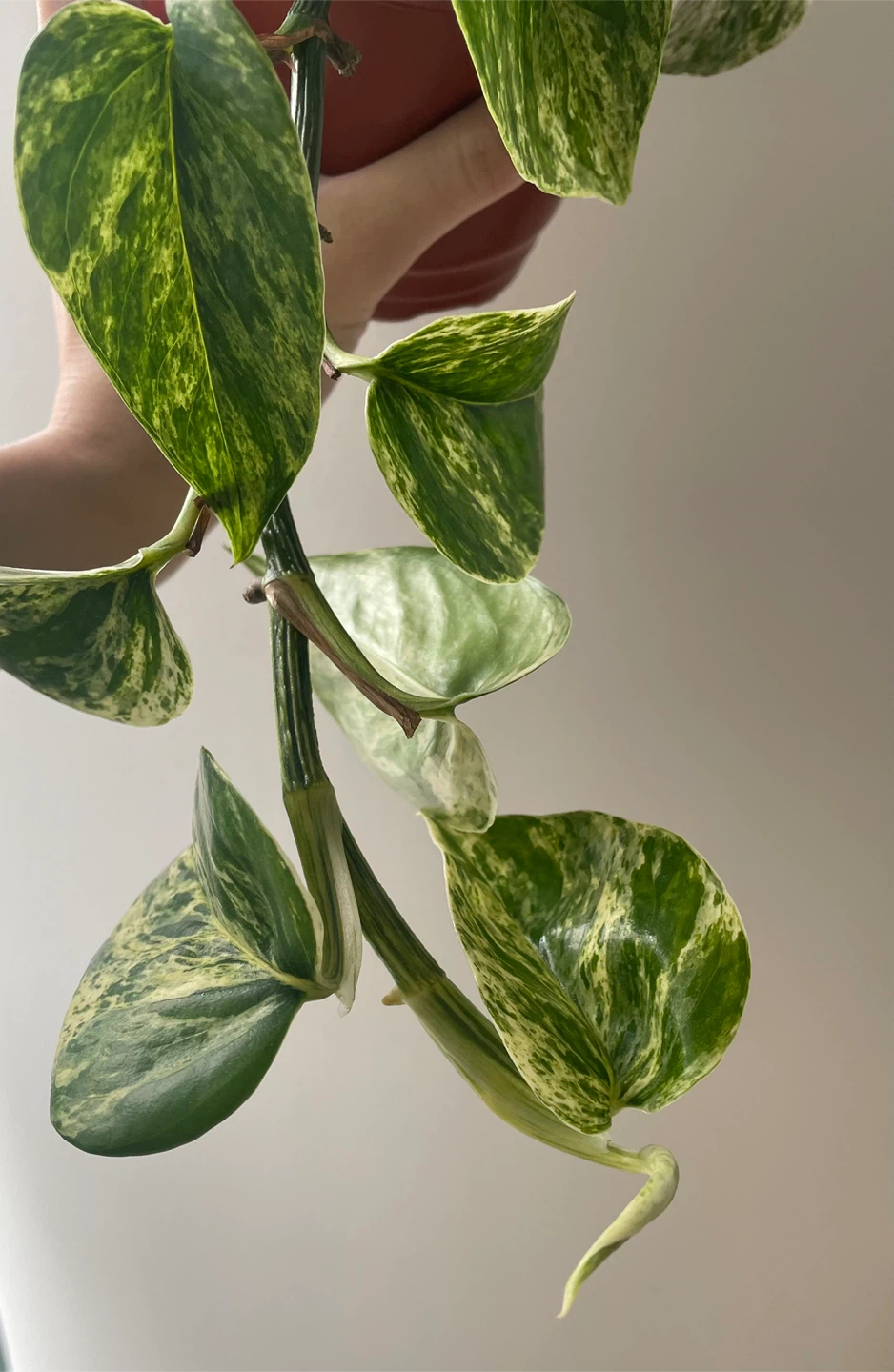 Marble Queen Pothos Houseplant - photo 4