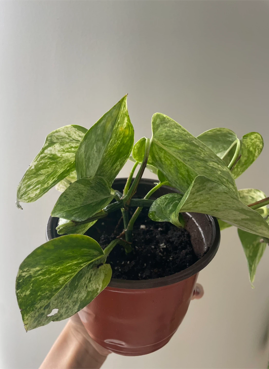 Marble Queen Pothos Houseplant - photo 5