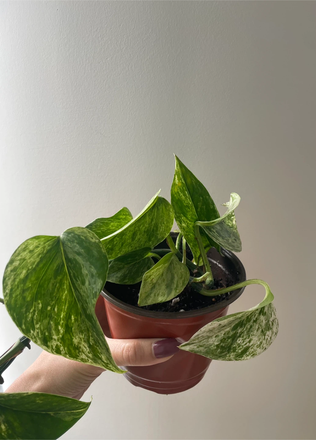 Marble Queen Pothos Houseplant - photo 3