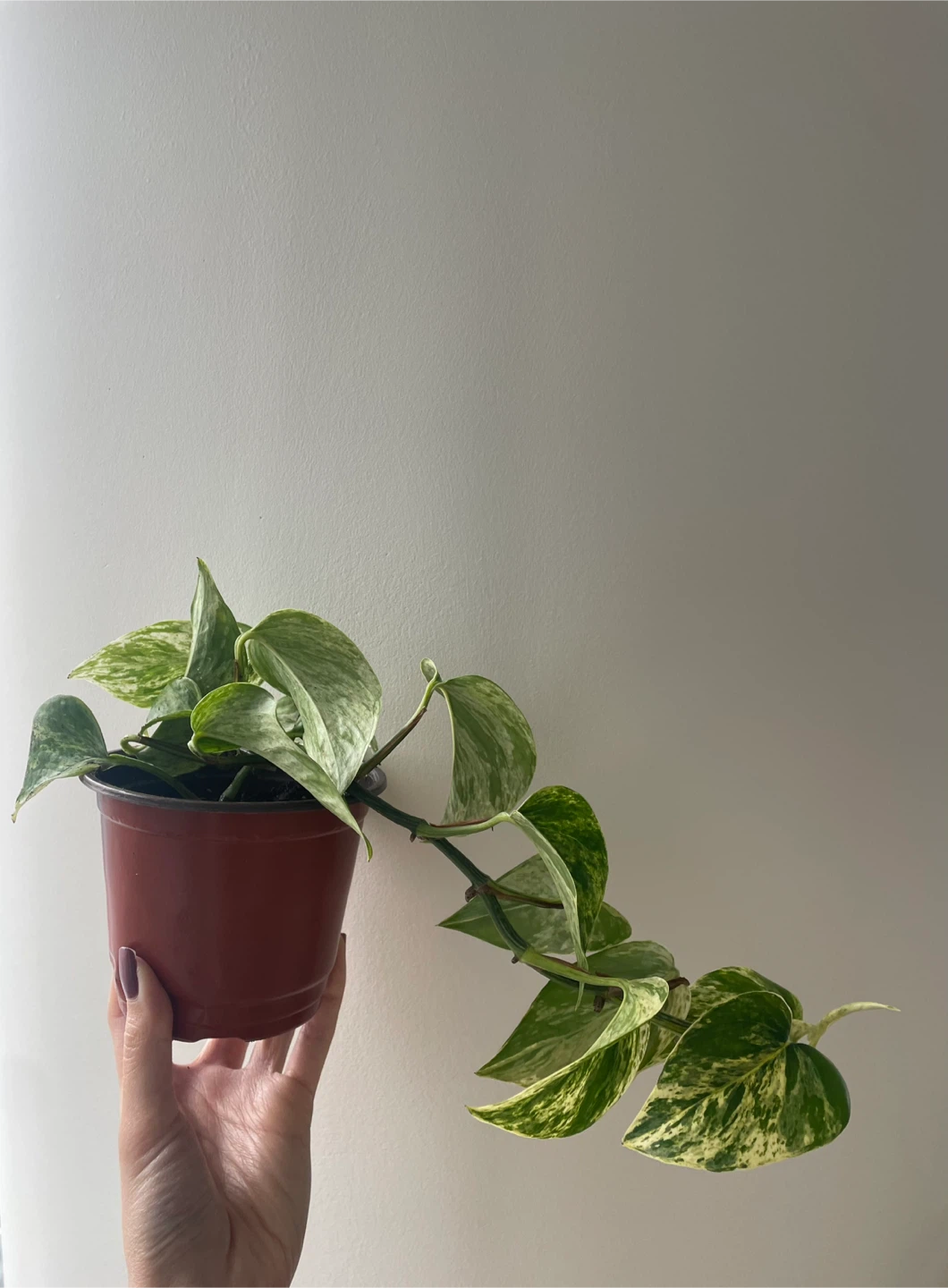 Marble Queen Pothos Houseplant