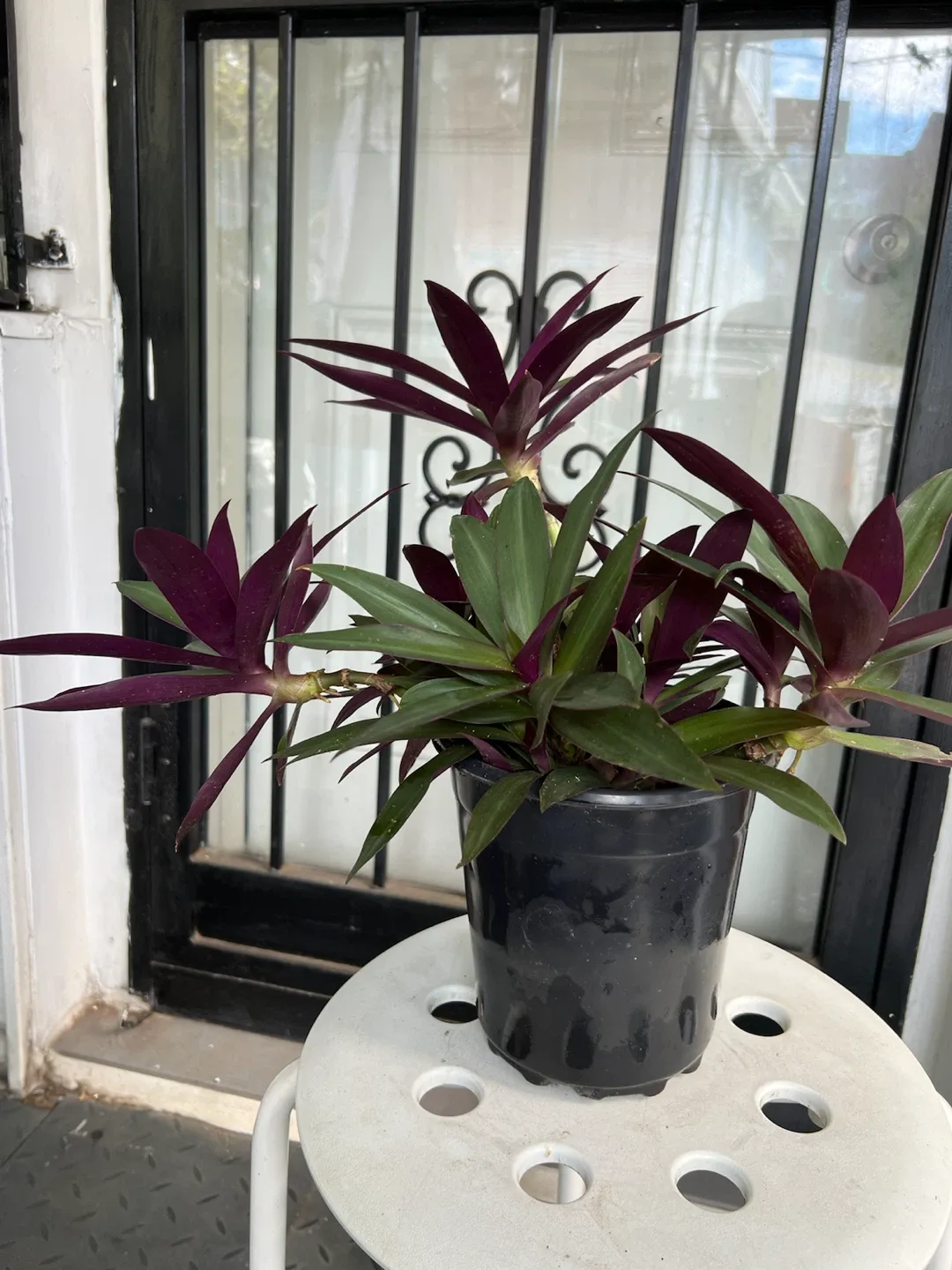 Aged Tradescantia Spathacea Plant
