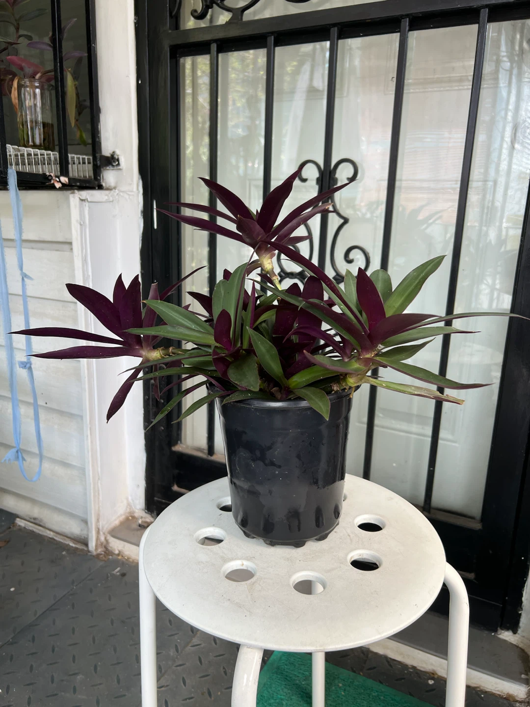 Tradescantia Spathacea Plant - photo 2