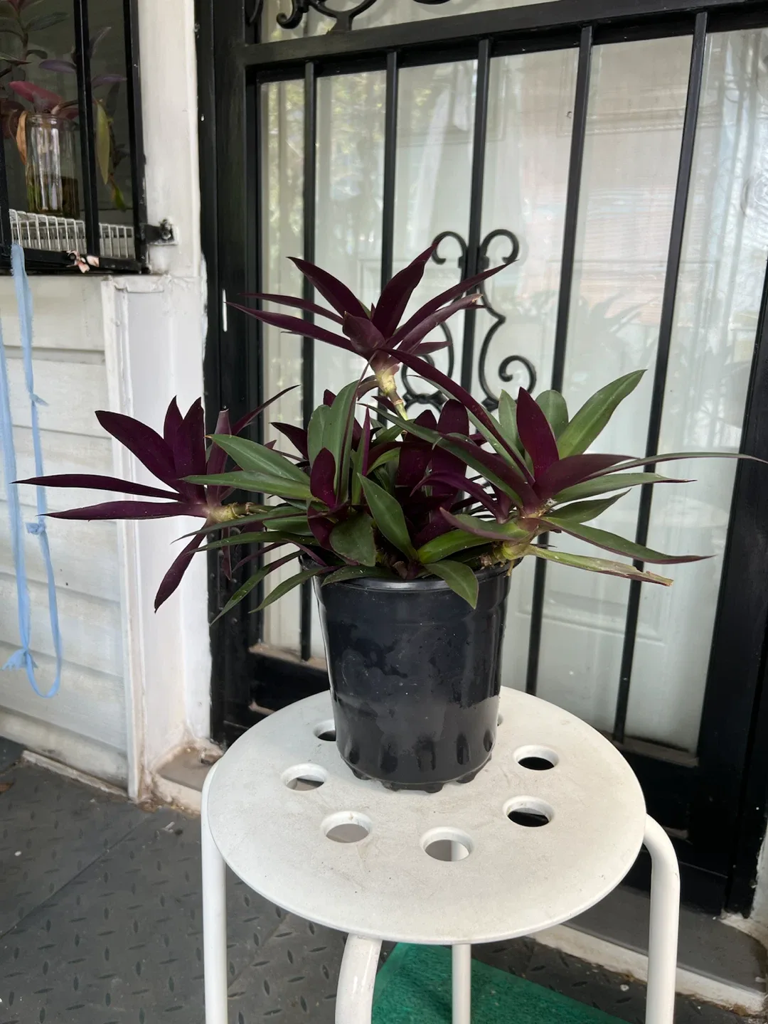 Aged Tradescantia Spathacea Plant - photo 2
