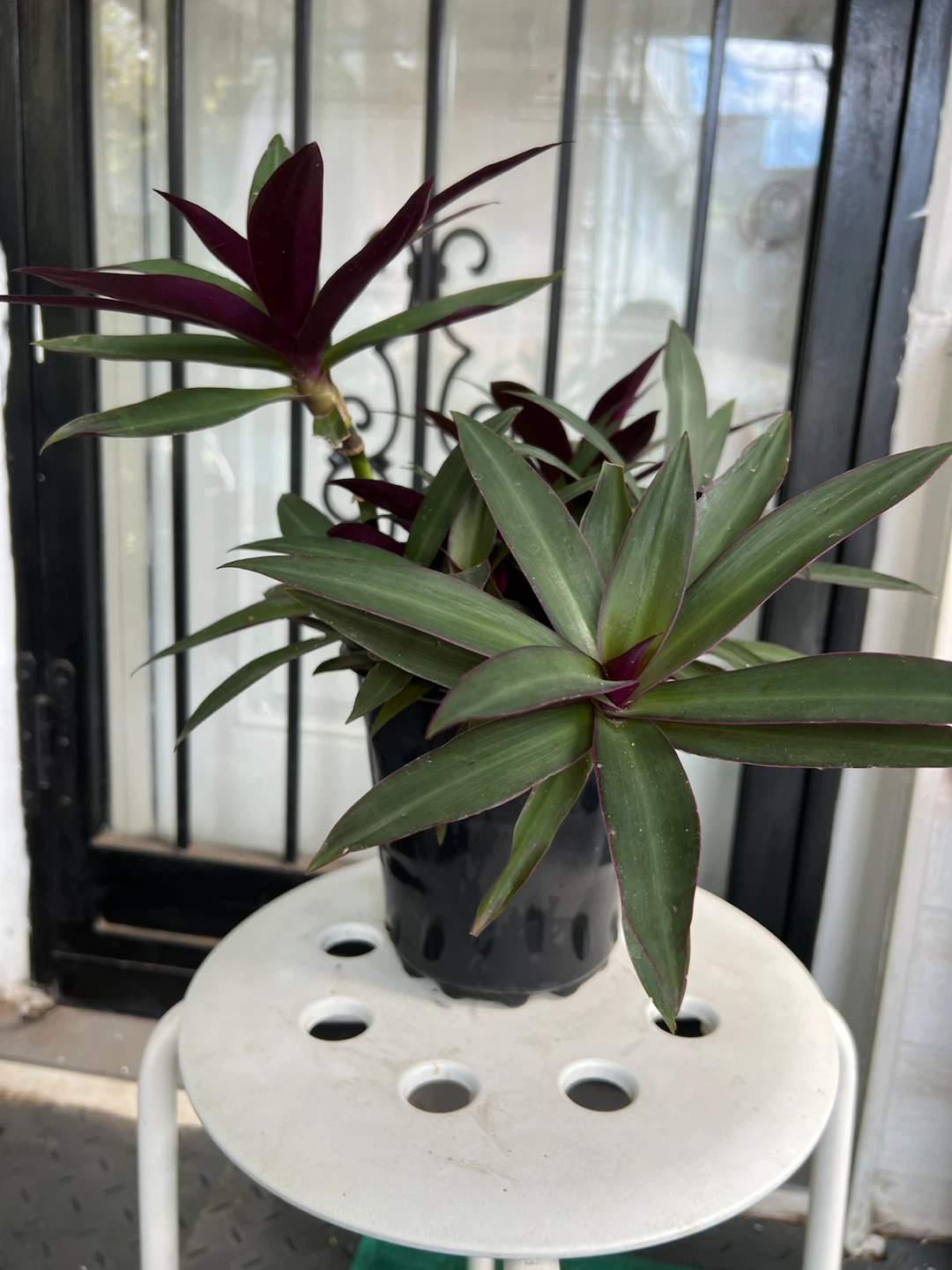 Tradescantia Spathacea Plant - photo 3