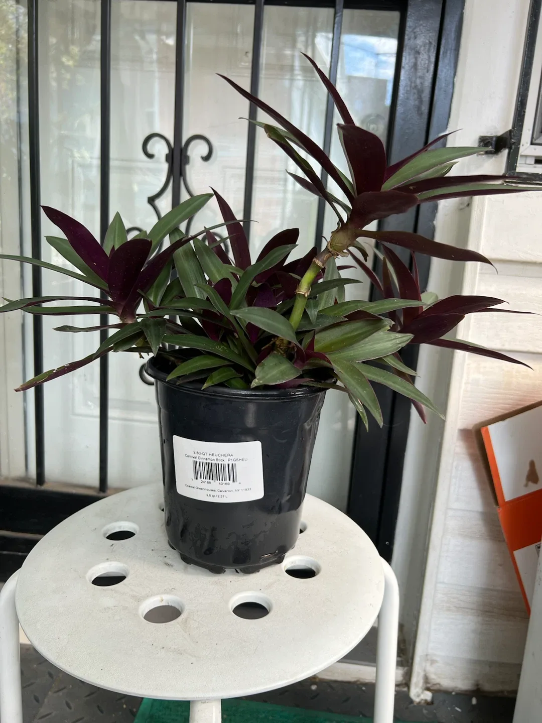 Aged Tradescantia Spathacea Plant - photo 4