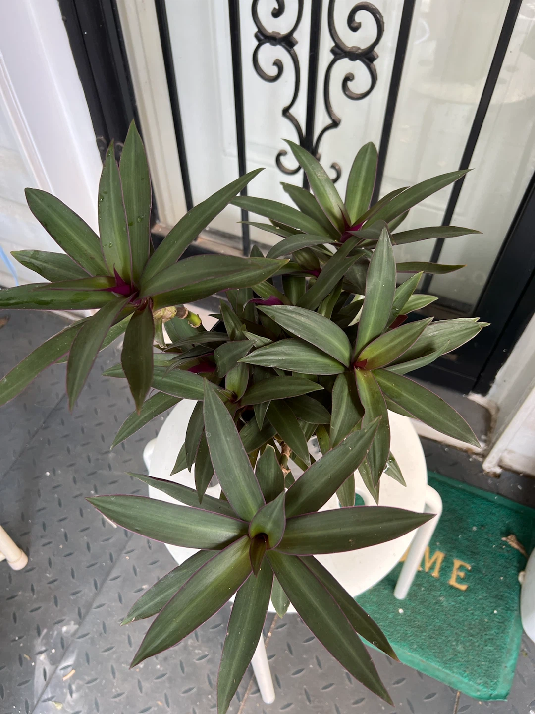 Tradescantia Spathacea Plant - photo 5