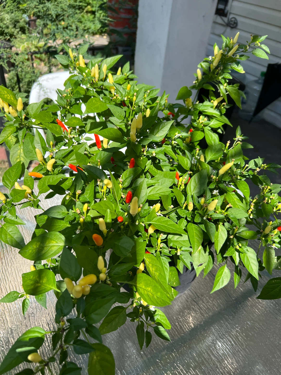 Organic Thai Chili Pepper Plant