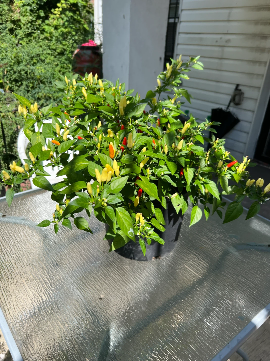 Organic Thai Chili Pepper Plant - photo 2