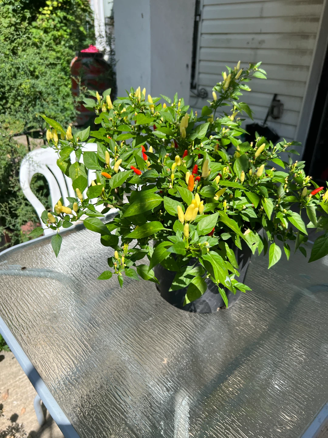 Organic Thai Chili Pepper Plant - photo 3