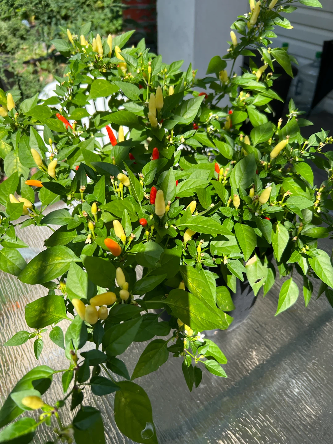 Organic Thai Chili Pepper Plant - photo 4
