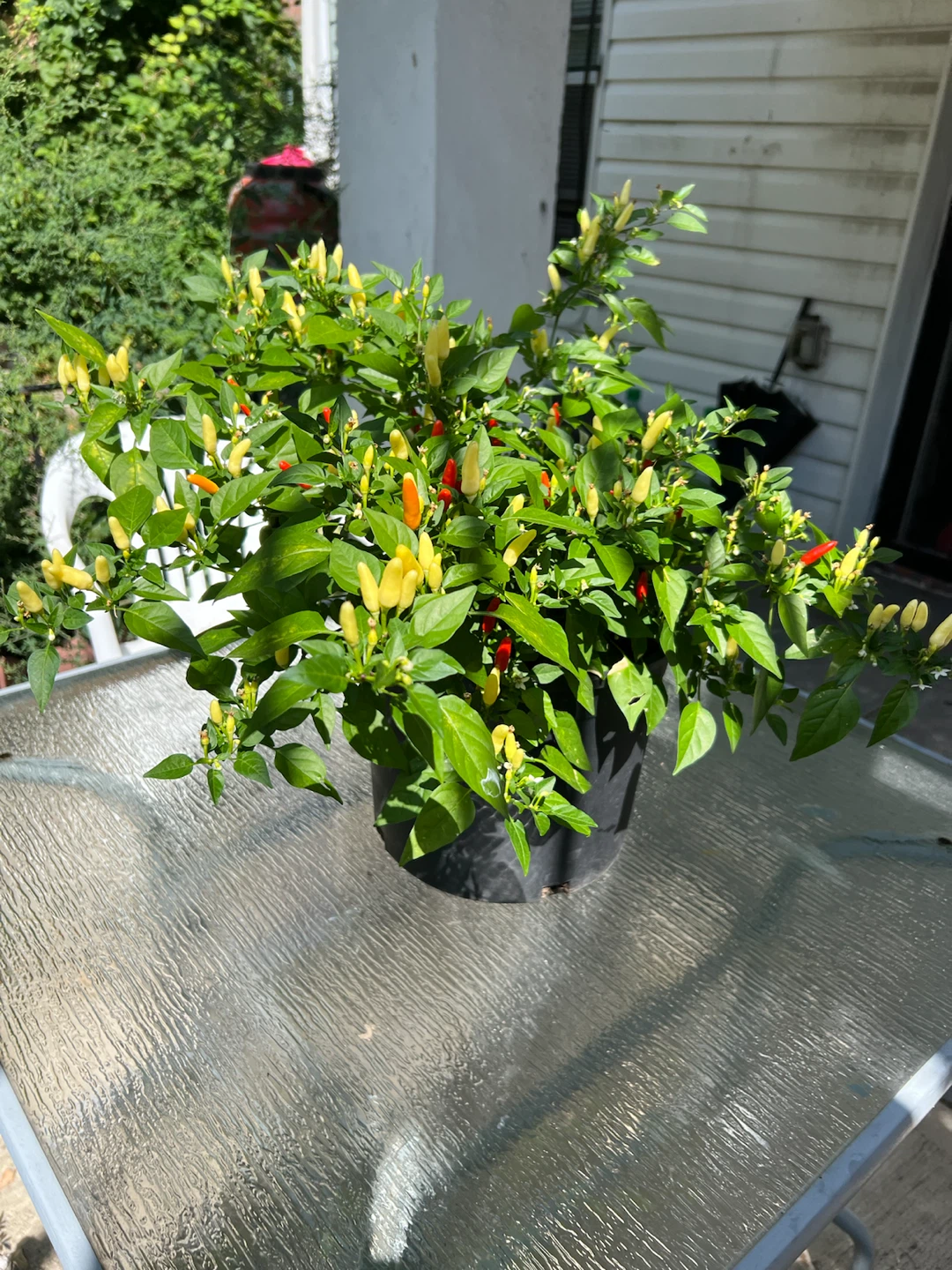 Organic Thai Chili Pepper Plant - photo 5