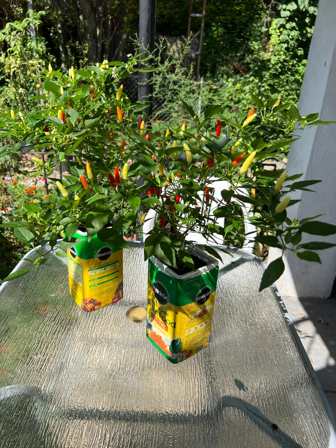 2 Chili Pepper Plants in Miracle-Gro Containers