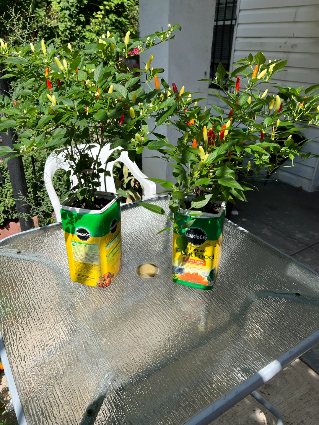 2 Chili Pepper Plants in Miracle-Gro Containers - photo 2