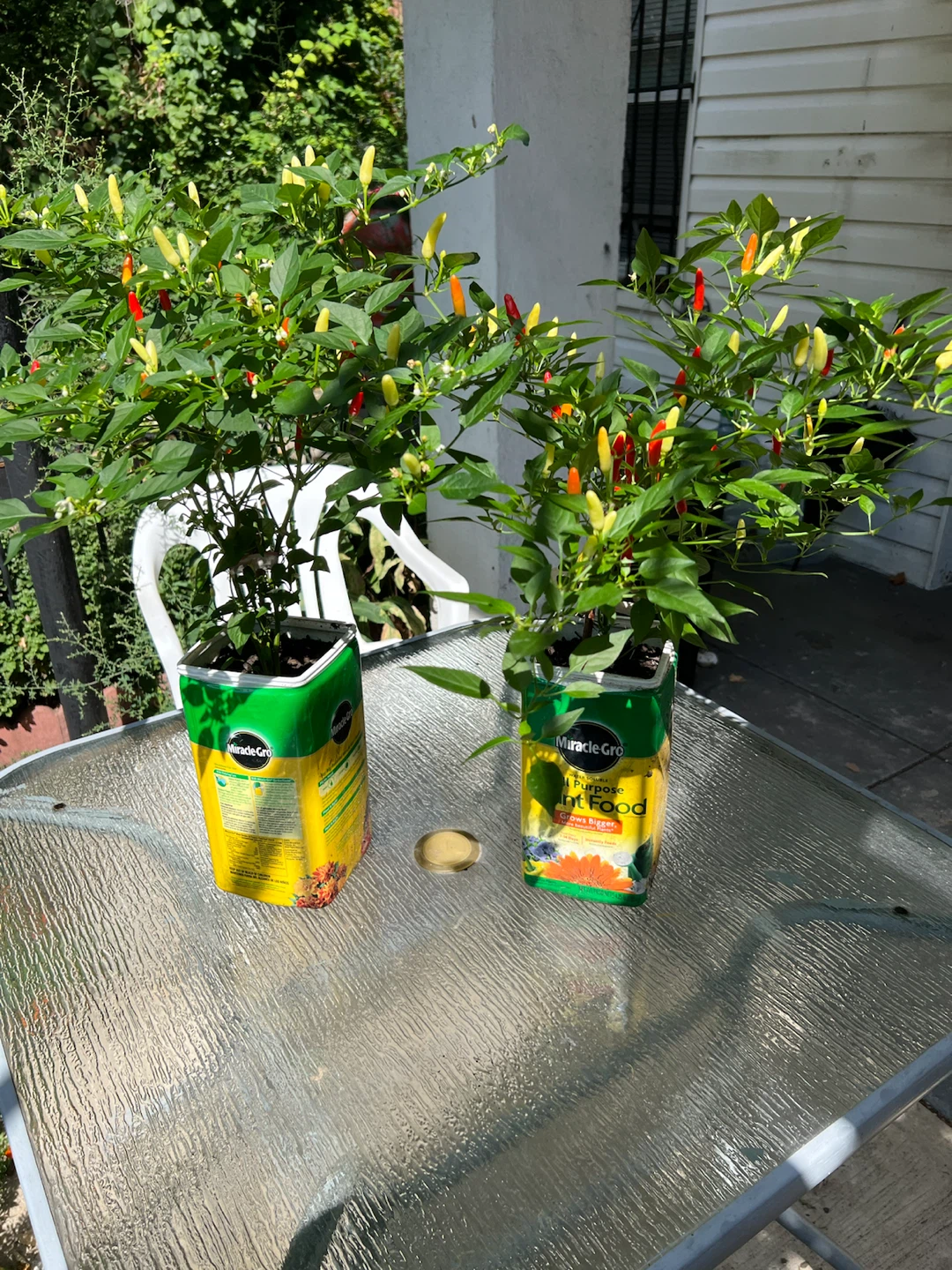 2 Chili Pepper Plants in Miracle-Gro Containers - photo 3