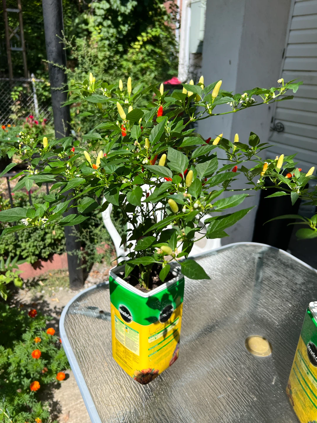 2 Chili Pepper Plants in Miracle-Gro Containers - photo 4