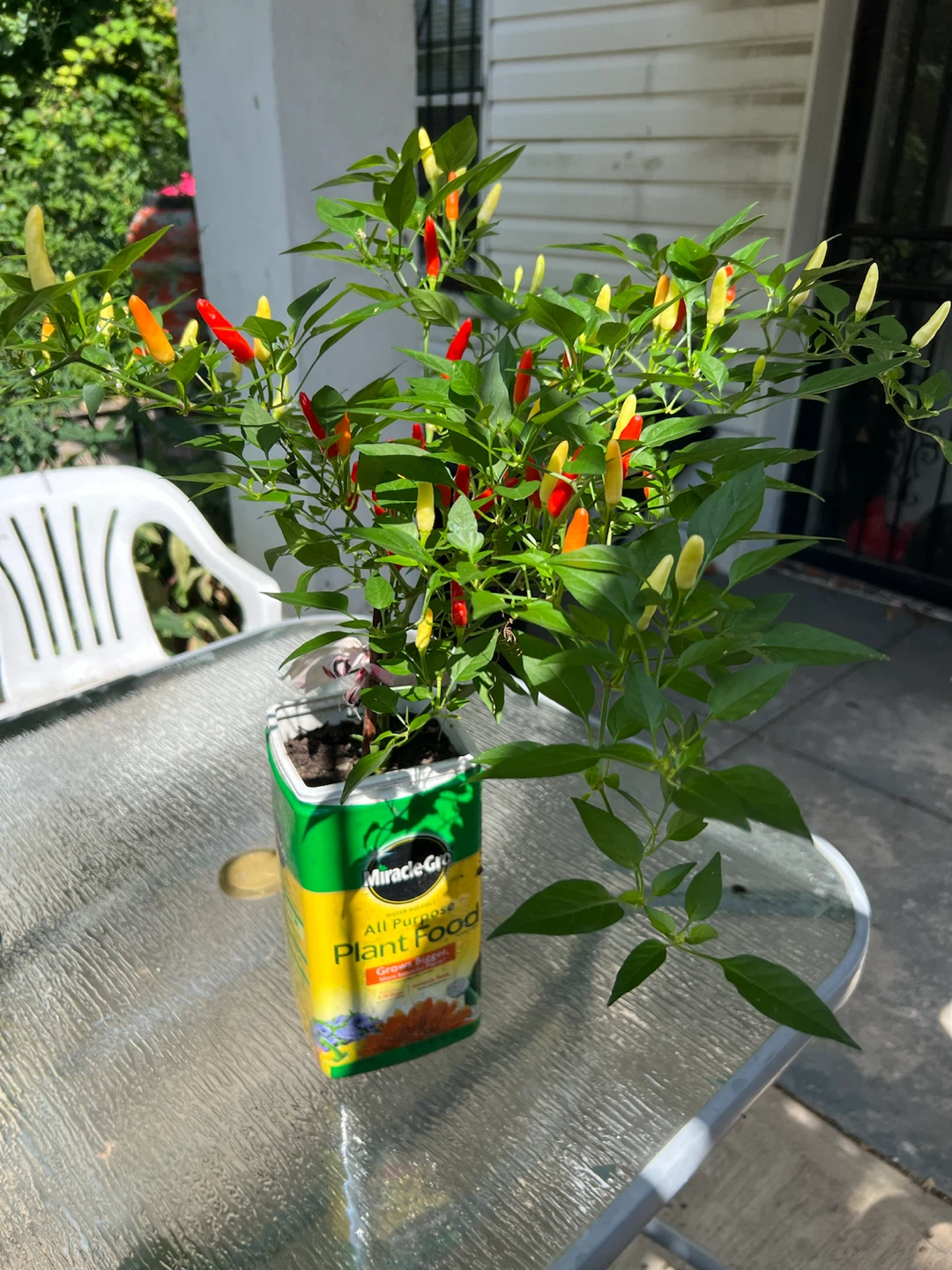 2 Chili Pepper Plants in Miracle-Gro Containers - photo 5