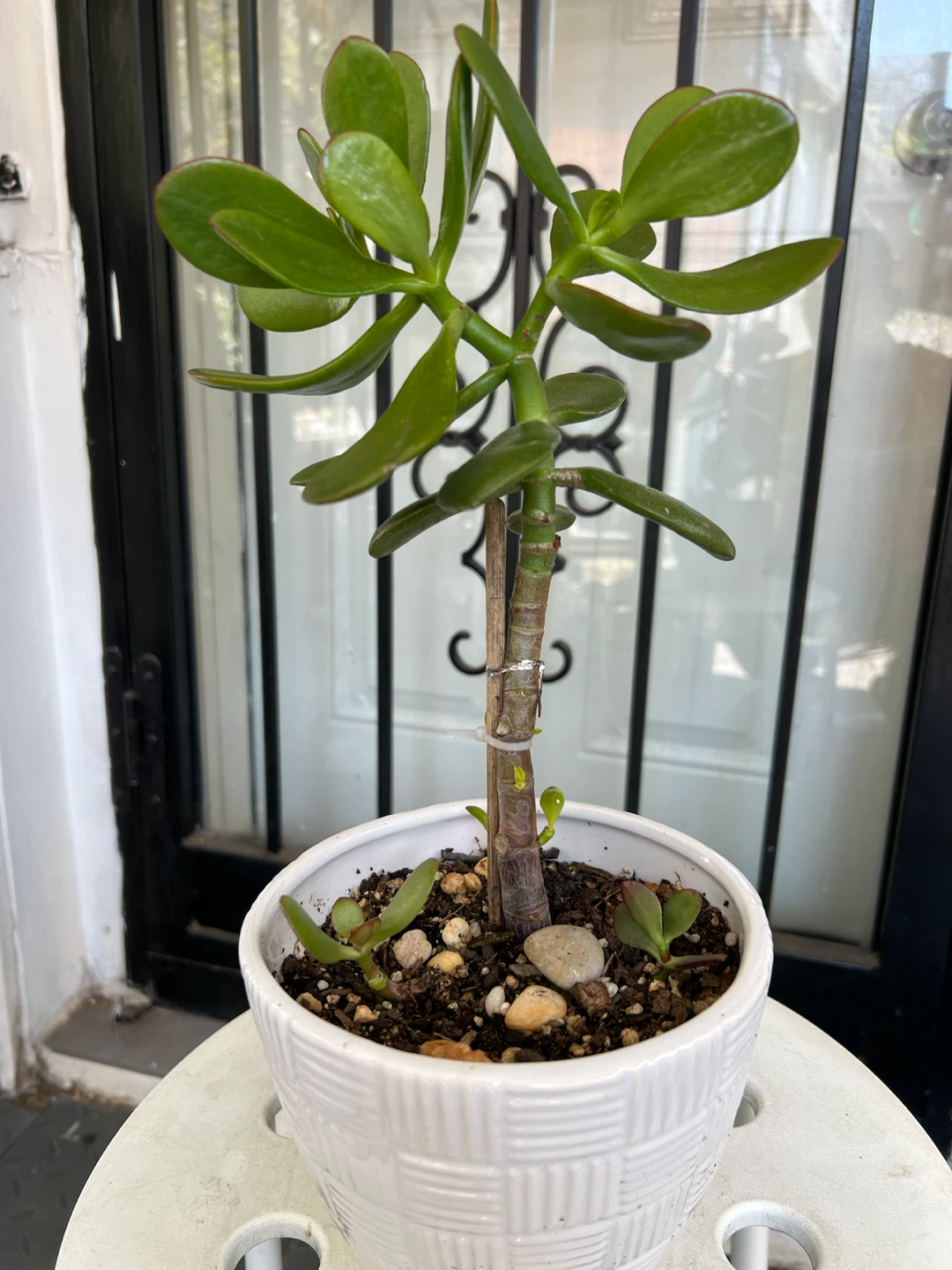 Potted 3 years age Jade Plant in ceramic pot