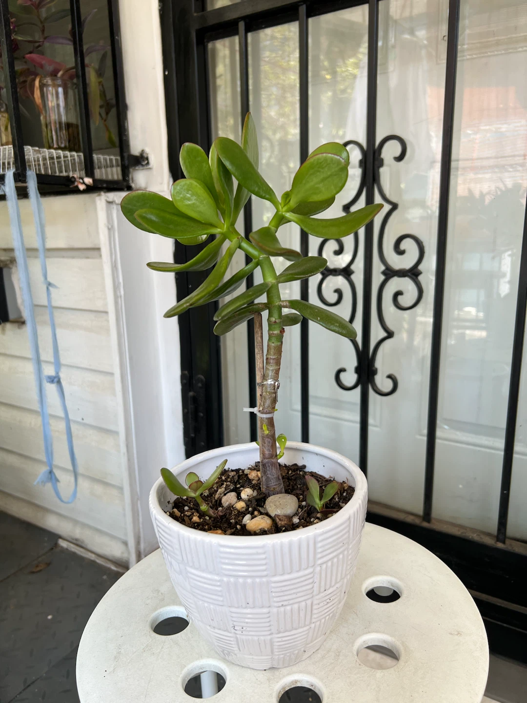 Potted 3 years age Jade Plant in ceramic pot - photo 2