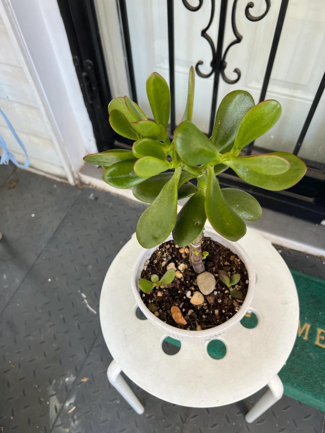 Potted 3 years age Jade Plant in ceramic pot - photo 3