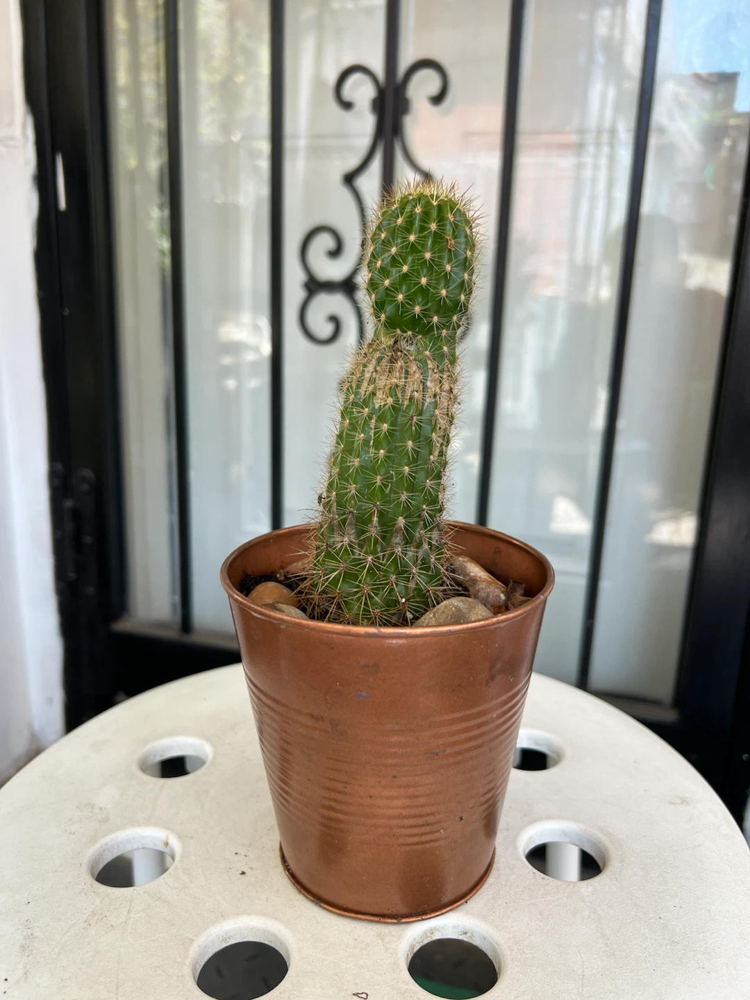 Potted Cactus in Copper-Colored Metal Planter