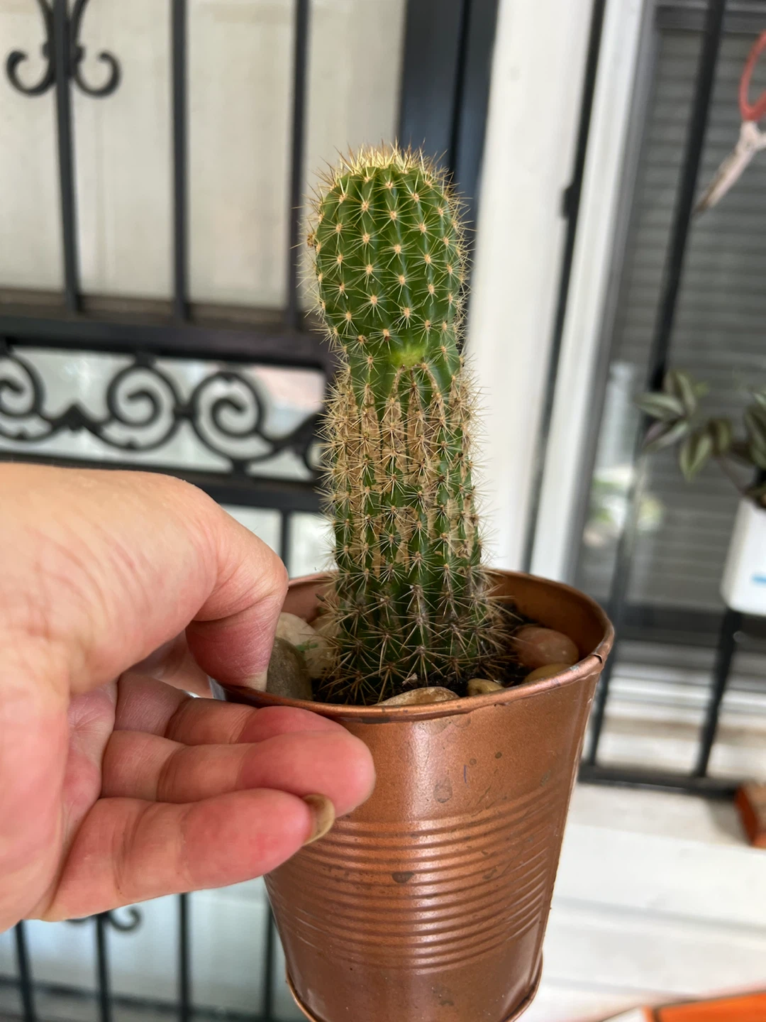 Potted Cactus in Copper-Colored Metal Planter - photo 2