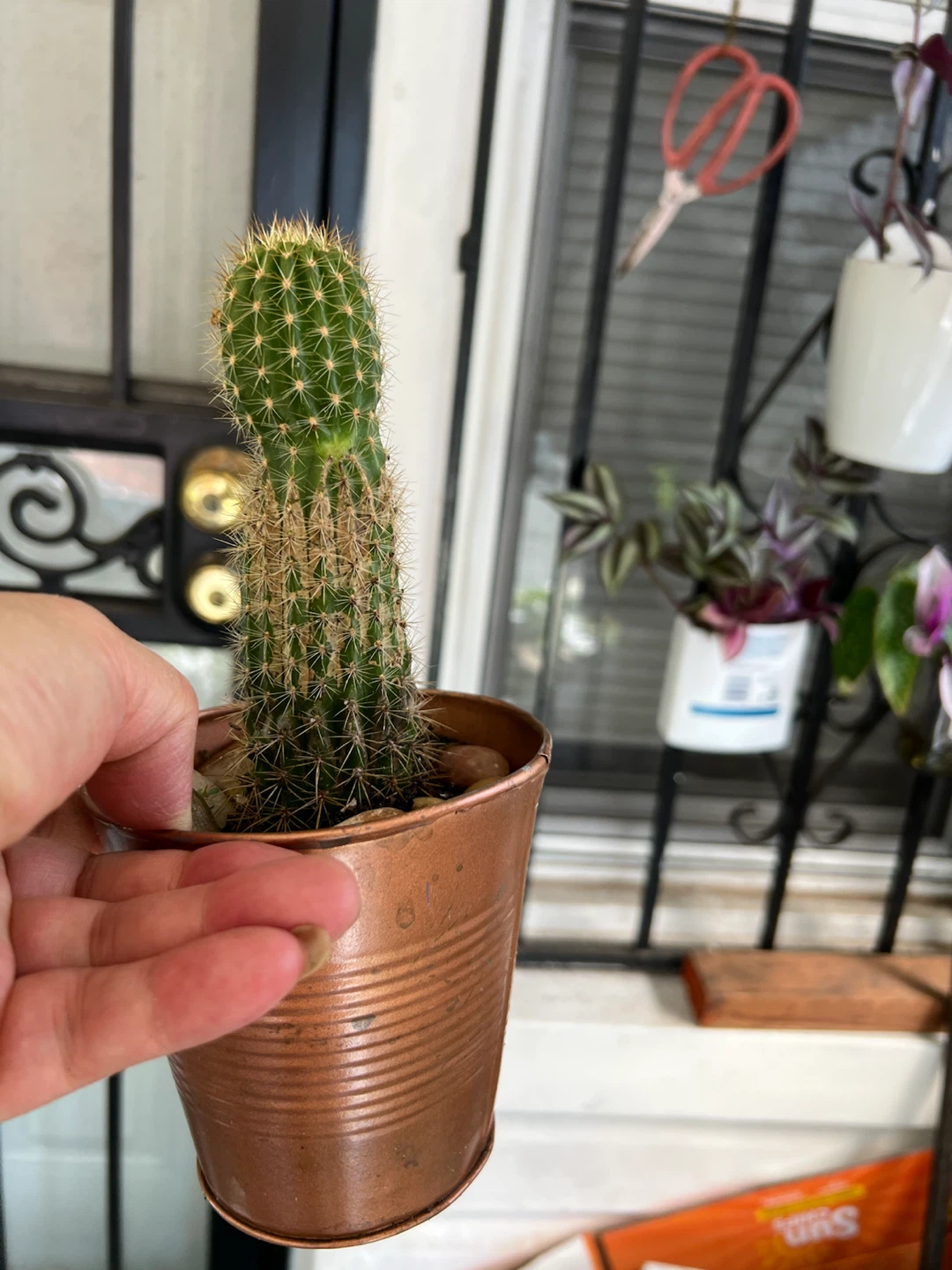 Potted Cactus in Copper-Colored Metal Planter - photo 3