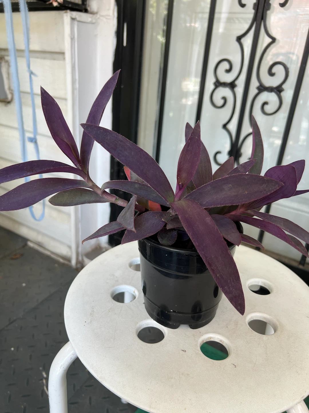 Purple Heart Plant in Black Pot