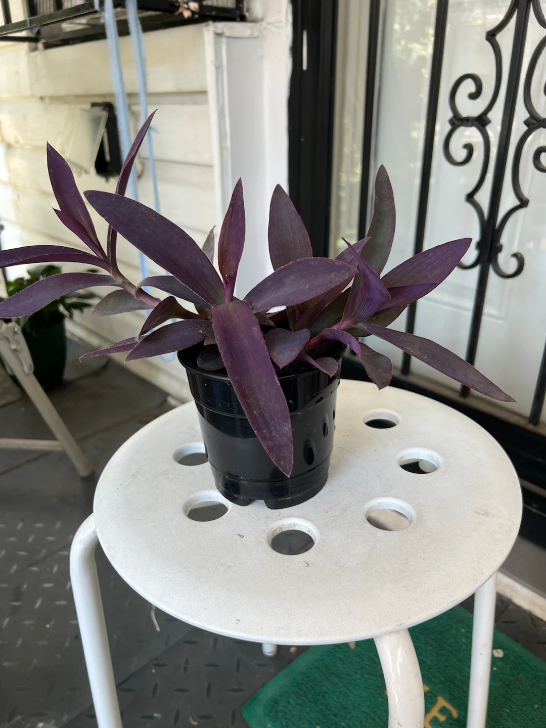 Purple Heart Plant in Black Pot - photo 2