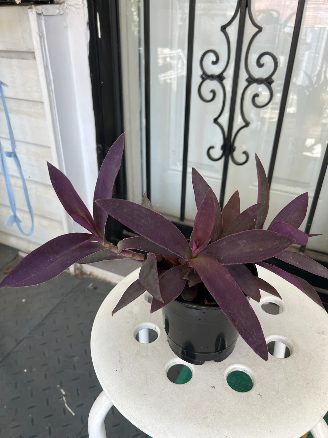 Purple Heart Plant in Black Pot - photo 3