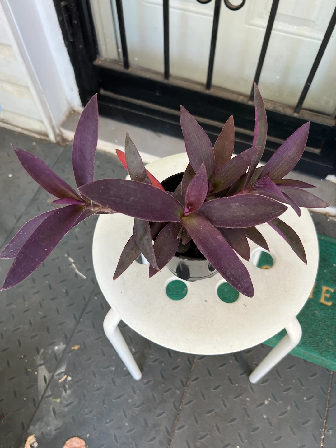 Purple Heart Plant in Black Pot - photo 4