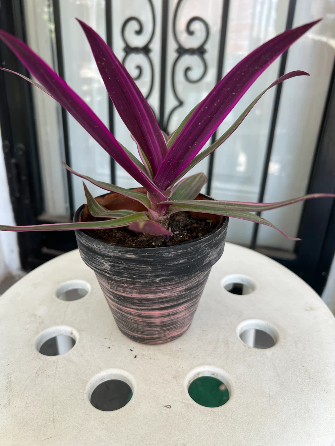 Tradescantia Spathacea 'Moses-in-the-Cradle' Plant