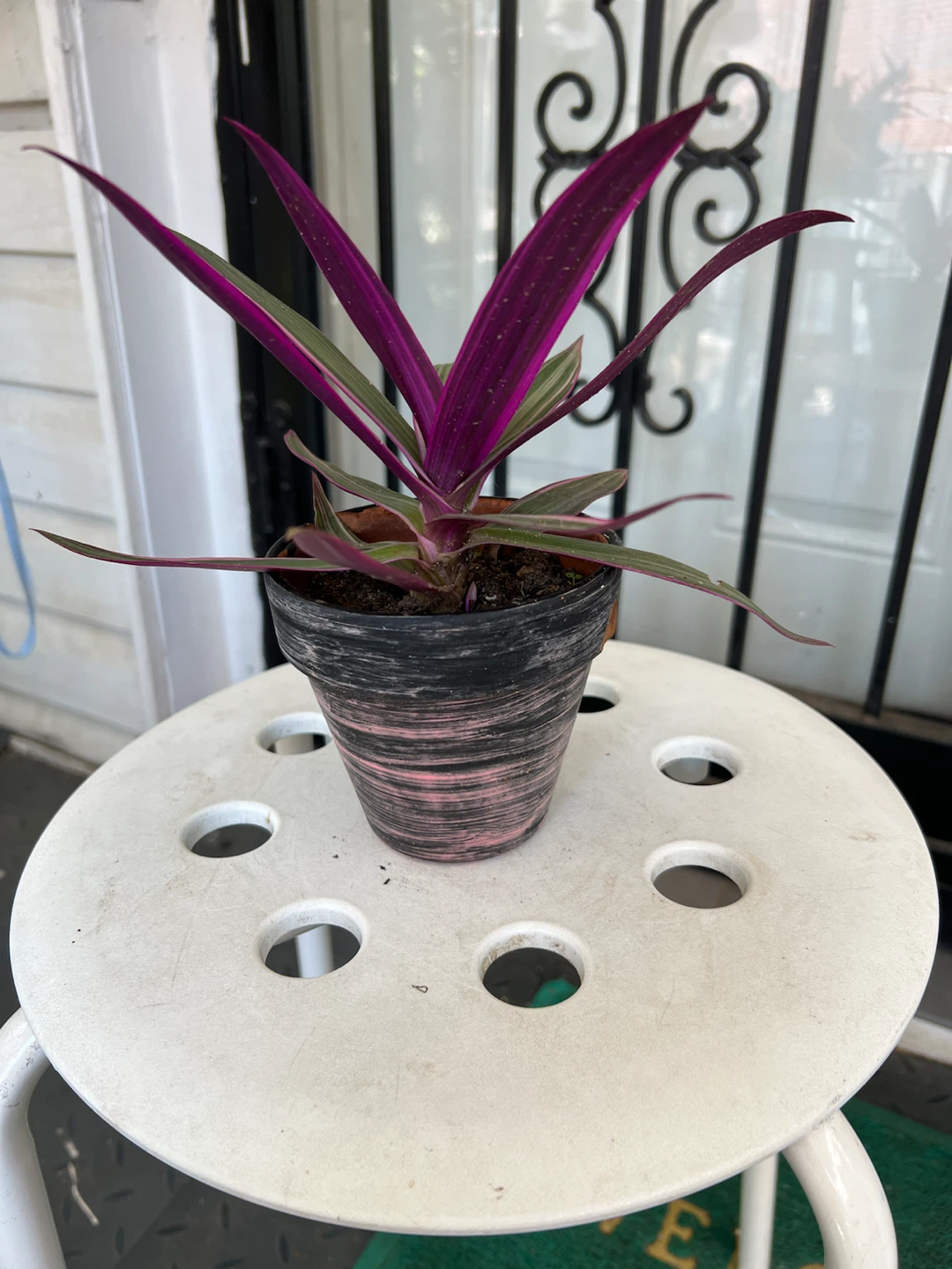 Tradescantia Spathacea 'Moses-in-the-Cradle' Plant - photo 2