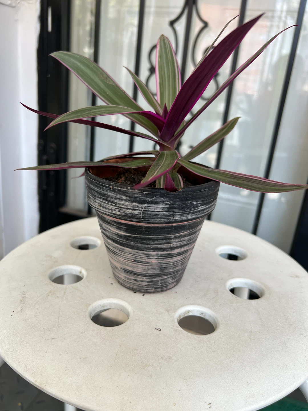 Tradescantia Spathacea 'Moses-in-the-Cradle' Plant - photo 3