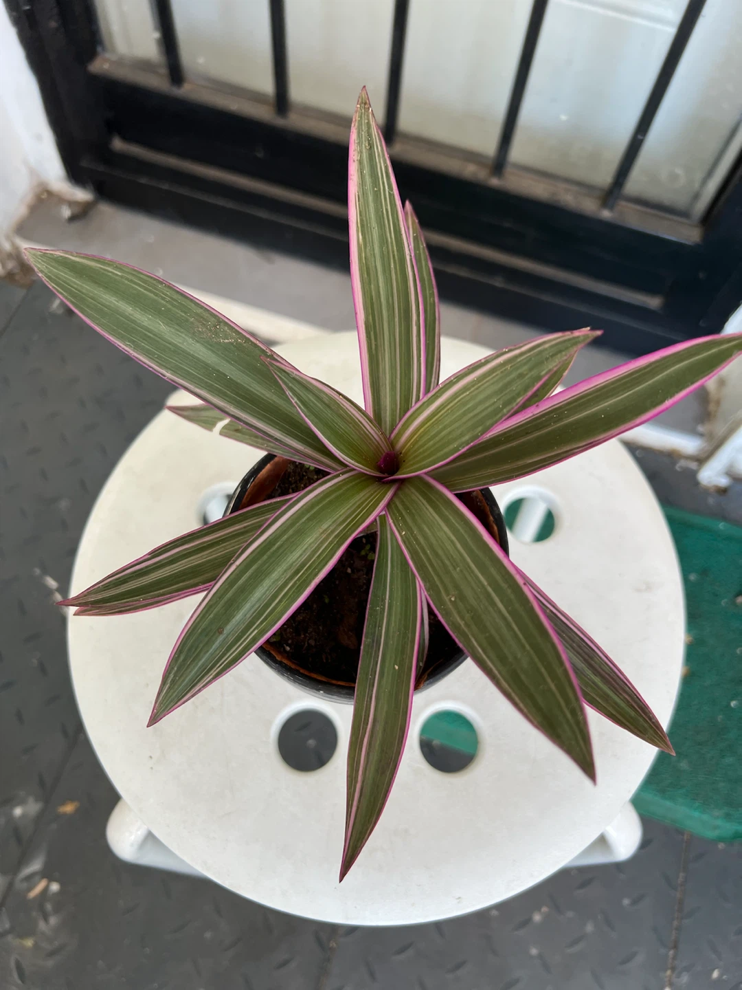 Tradescantia Spathacea 'Moses-in-the-Cradle' Plant - photo 4