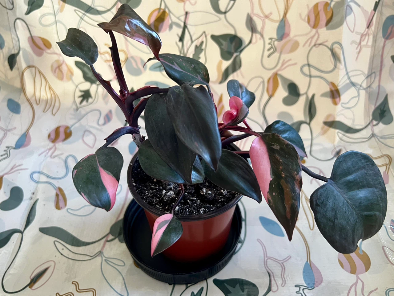Philodendron Pink Princess Plant