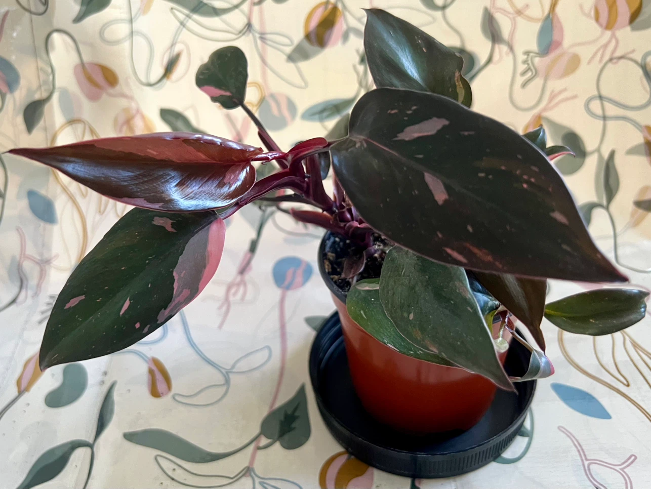 Philodendron Pink Princess Plant - photo 2