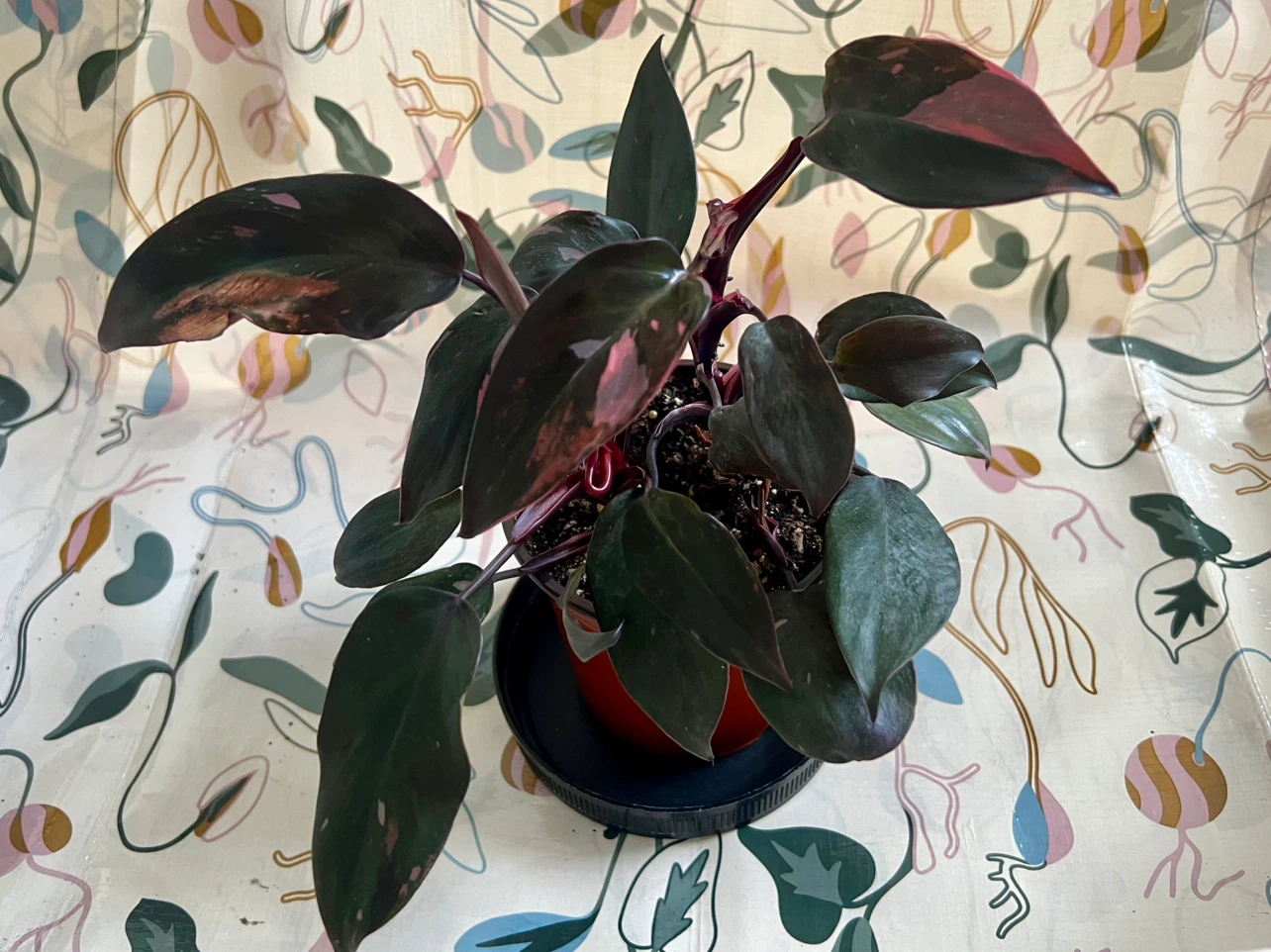 Philodendron Pink Princess Plant - photo 3