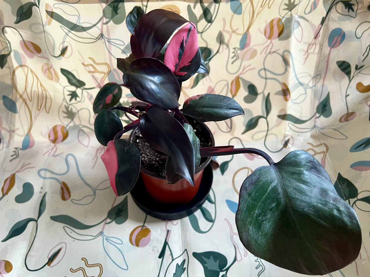 Philodendron Pink Princess Plant - photo 4