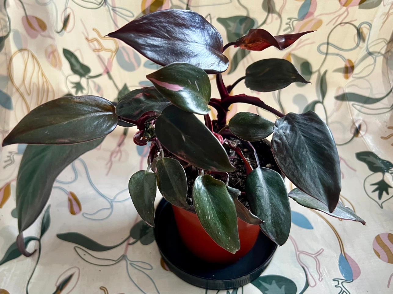 Philodendron Pink Princess Plant - photo 5
