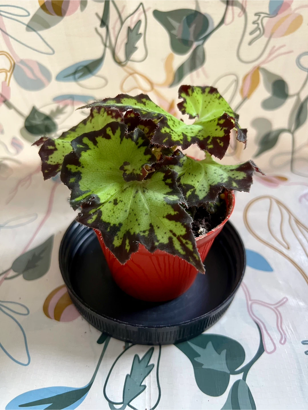 Rex Begonia Houseplant