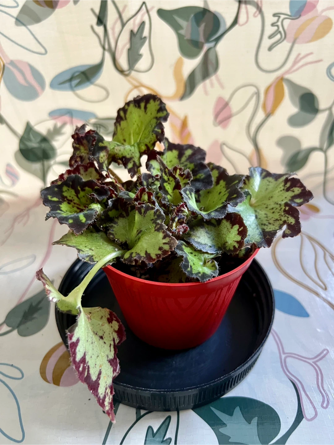 Rex Begonia Houseplant - photo 2