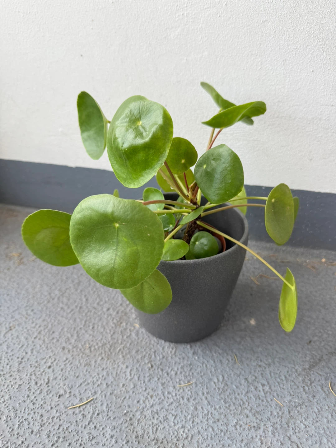 Pilea Peperomioides in Grey Pot