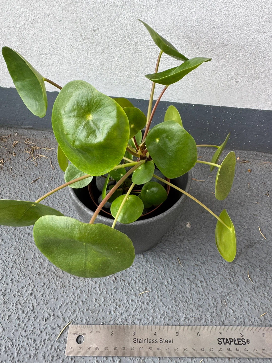 Pilea Peperomioides in Grey Pot - photo 2