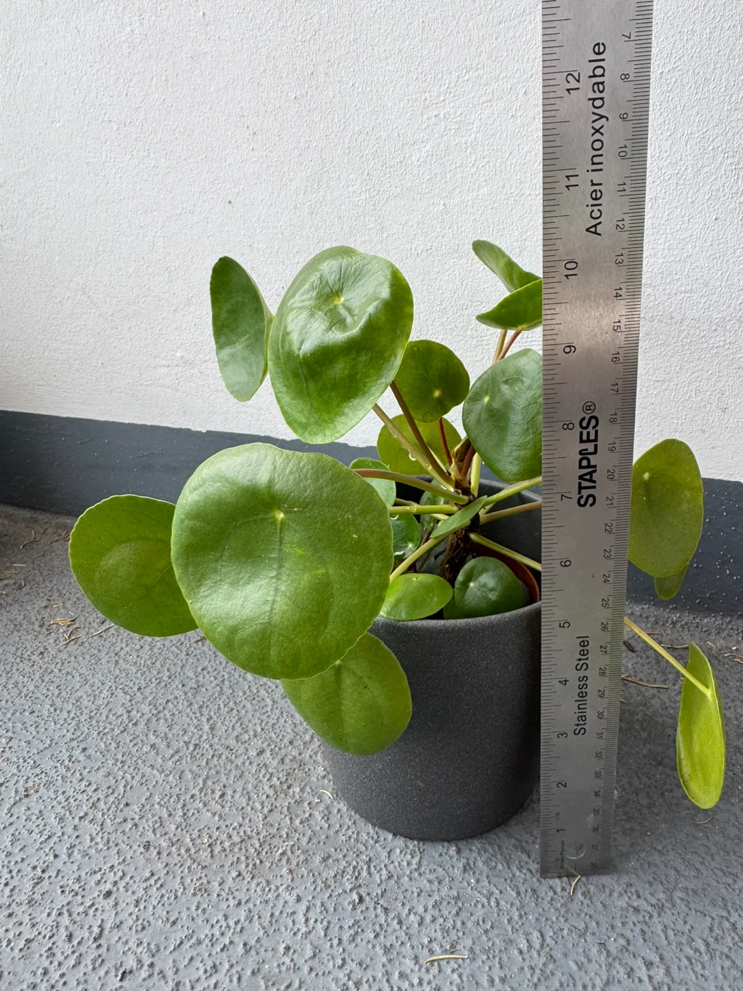 Pilea Peperomioides in Grey Pot - photo 3