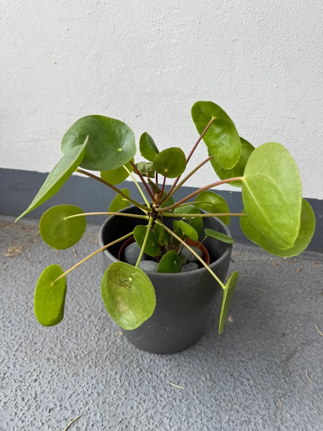Pilea Peperomioides in Grey Pot - photo 4
