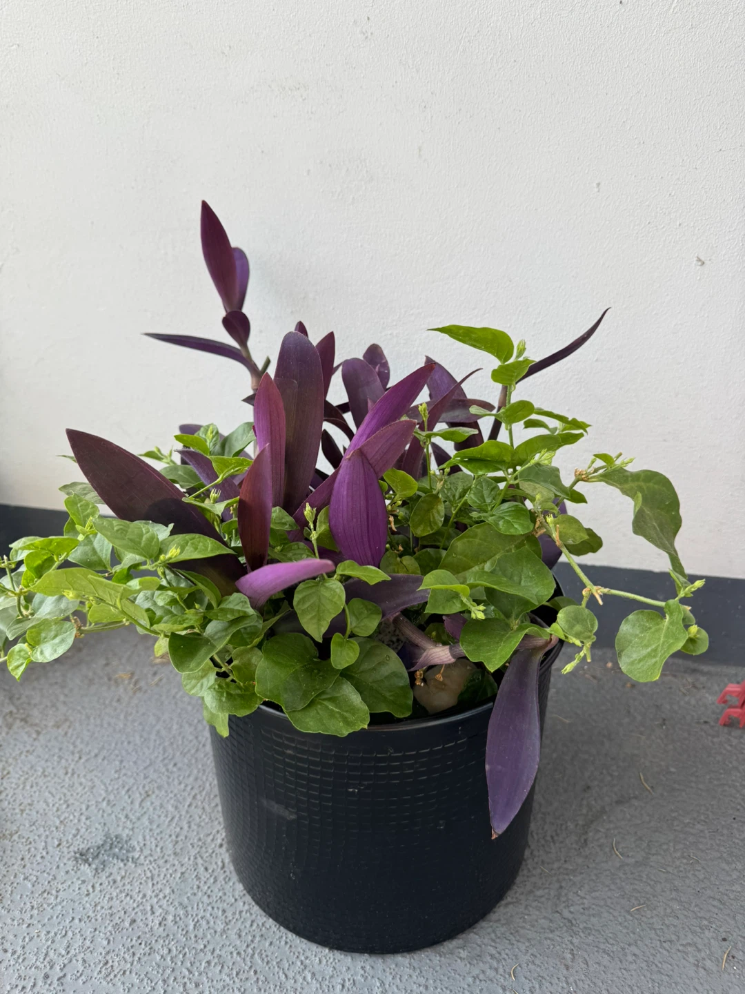 Purple Heart and Jasmine Plant in Black Pot